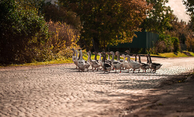 domestic geese crossing the road
