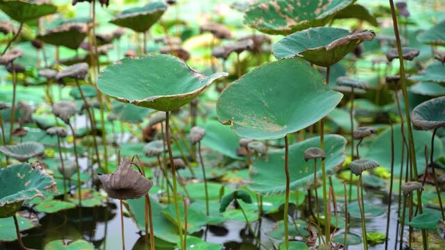 Lotus flower inside the Botanical Garden of Howrah, West Bengal