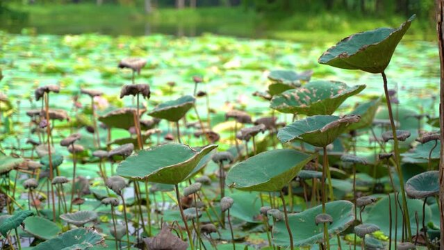 Lotus flower inside the Botanical Garden of Howrah, West Bengal