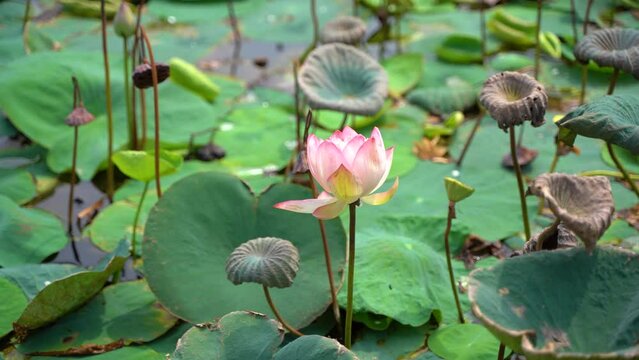 Lotus flower inside the Botanical Garden of Howrah, West Bengal