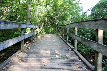 Fototapeta premium The wood footbridge on the trail in the forest.