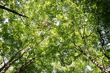 The green leaves on the tall trees in the forest.