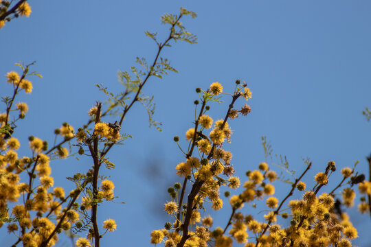 Flores 