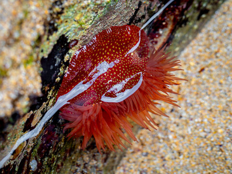 Strawberry anemone (Actinia fragacea) on a rock during low tide
