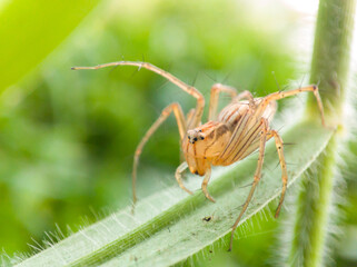The spider, which has the Latin name Oxyopes salticus, is crawling in the wild grass.