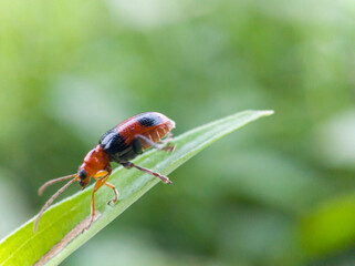 cereal leaf beetle on wild grass