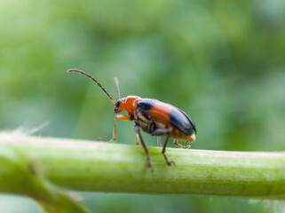 cereal leaf beetle on wild grass