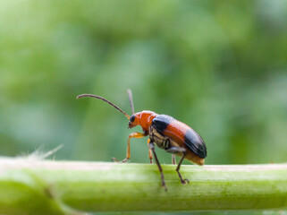 Fototapeta premium cereal leaf beetle on wild grass