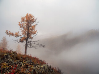 Diagonal stony steep slope and forest in dense fog. Stone hillside with larches trees in morning in thick low clouds. Mountainside with firs and autumn flora in mist. Fading autumn colors.
