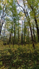 Fototapeta premium forest in autumn