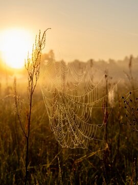 Nahaufnahme eines Spinnennetzes in der goldenen Herbstsonne.