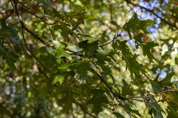 Full frame macro texture background of a branch of oak tree leaves ready to begin fall color
