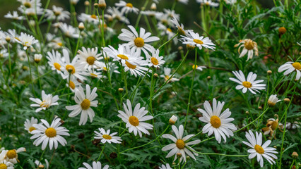 Delicate White Blossom in Meadow