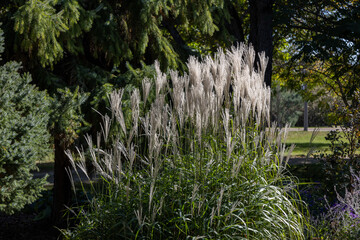 Full frame macro texture background of wispy white ornamental maidengrass (miscanthus sinensis) in bloom