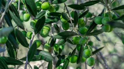 Fototapeta premium Fresh Olive Tree Foliage: Nature's Healthy Produce and Nutrition