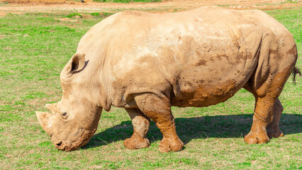 Naklejka premium Wildlife Grazing in a Field
