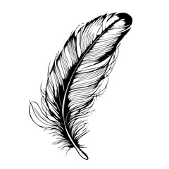 outline feathers vector sketch black and white line art hand drawn