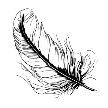 outline feathers vector sketch black and white line art hand drawn