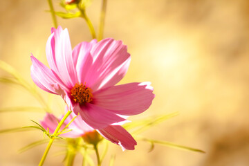 Pink Cosmo Flower in Sunshine-Background, Backdrop, Wallpaper, Botany, Landscaping, Gardening, Brunch, Garden Party, Birthday, Shower, Border, Flier, Poster, Ad, Invitation, Publications