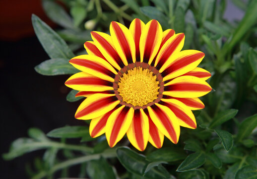 Close up pfoto of a Gazania Big Kiss Yellow Flame (Treasure flower).