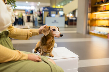 Cute dachshund dog in the shopping mall
