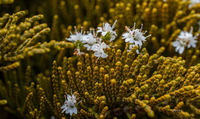 Small white flowers on the coniferous branch of the Veronica ochracea tree.