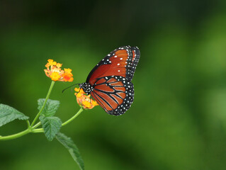 Beautiful Butterfly feeding on Orange Lantana flower in Indianapolis, IN, US