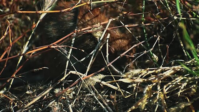 Rat eating in the undergrowth close-up video
