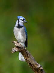 Closeup portrait of Blue Jay on green background in fall