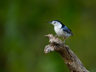 Closeup portrait of White-breasted Nuthatch on green background in fall