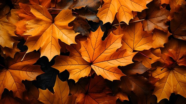 pile of yellow maple leaves background