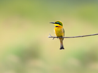 Closeup of Little Bee-eater in the nature habitat, Arusha National Park, Tanzania