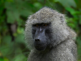Baboon closeup portrait in Arusha National Park