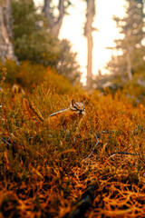chipmunk in the autumn morning grass
