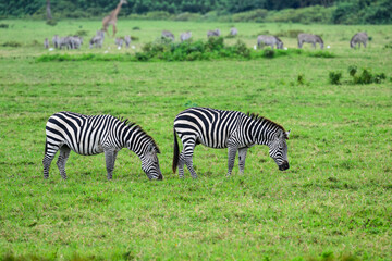 Fototapeta na wymiar Two Plains zebras standing and grazing on green pasture