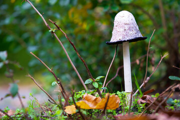 Macro shot of a mushroom in autumn © René Notenbomer