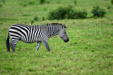 Fototapeta na wymiar Plains zebra standing on green pasture