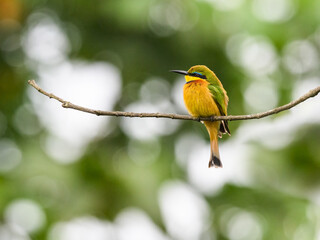 Closeup of Little Bee-eater in the nature habitat, Arusha National Park, Tanzania