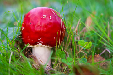 Macro shot of a mushroom in autumn