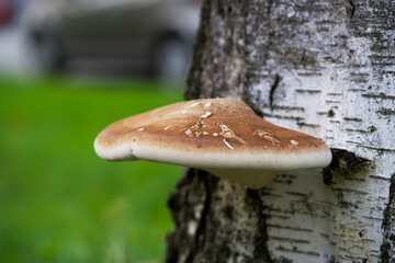 Macro shot of a mushroom in autumn