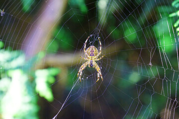 Eine Spinne in ihrem Netz