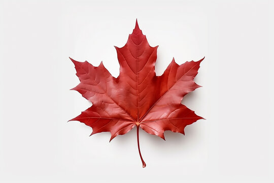 Red Canadian maple leaf isolated on white background