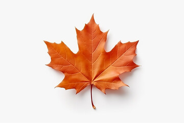 Beautiful maple leaf isolated on white background