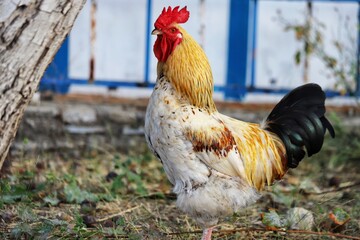 Portrait of a beautiful adult rooster on an organic farm.