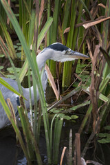 Heron has spotted something in the long reeds