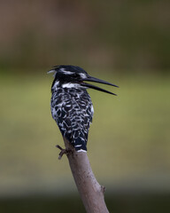 kingfisher on the branch