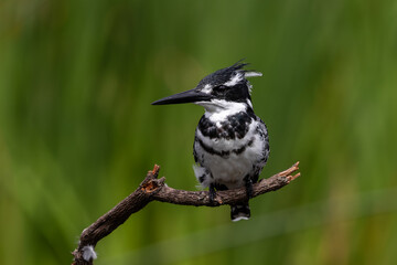 Closeup of one pied kingfisher perched on a twig with a blurred green background