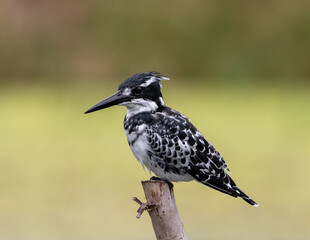 Side view of a pied kingfisher on a branch