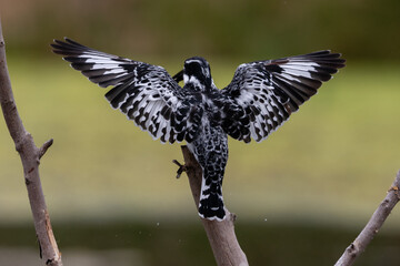 Back view of a pied kingfisher with its wings spread wide open