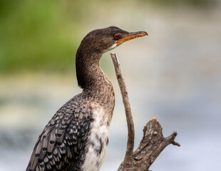 Portrait of a reed cormorant with blue eyes